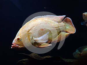 TheÂ oscarÂ (Astronotus ocellatus)Â fish in an aquarium, Thiruvananthapuram Kerala